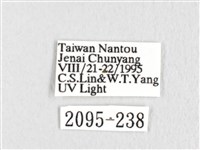 銀肩枯葉蛾藏品圖，第3張