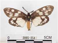 蓬萊茶斑蛾藏品圖，第1張