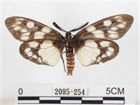 蓬萊茶斑蛾藏品圖，第2張