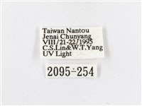 蓬萊茶斑蛾藏品圖，第3張