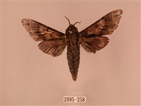 白星天蛾藏品圖，第1張