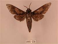 白星天蛾藏品圖，第2張