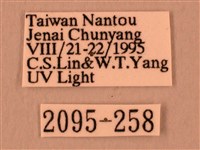 白星天蛾藏品圖，第3張