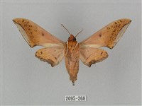 廣東鷹翅天蛾藏品圖，第2張