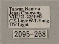 廣東鷹翅天蛾藏品圖，第3張