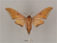 廣東鷹翅天蛾藏品圖，第2張