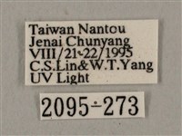 廣東鷹翅天蛾藏品圖，第3張