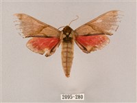 榆綠天蛾藏品圖，第1張