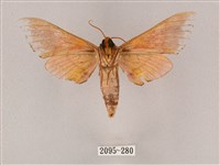 榆綠天蛾藏品圖，第2張