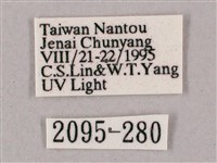 榆綠天蛾藏品圖，第3張