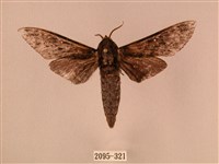 白星天蛾藏品圖，第1張