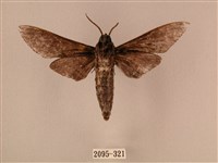 白星天蛾藏品圖，第2張