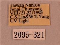 白星天蛾藏品圖，第3張