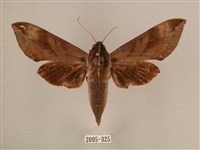 背中白天蛾藏品圖，第1張