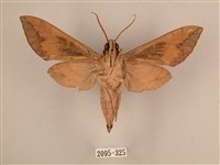 背中白天蛾藏品圖，第2張