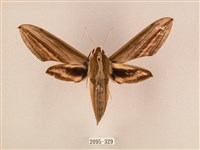 棕綠背線天蛾藏品圖，第1張