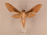 棕綠背線天蛾藏品圖，第2張