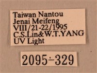 棕綠背線天蛾藏品圖，第3張