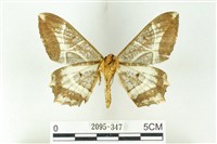 樹形尺蛾藏品圖，第2張