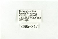 樹形尺蛾藏品圖，第3張