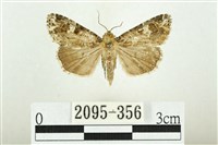 白斑散紋夜蛾藏品圖，第1張