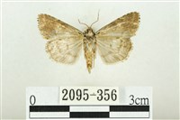 白斑散紋夜蛾藏品圖，第2張