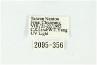 白斑散紋夜蛾藏品圖，第3張