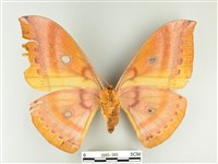 大透目天蠶蛾藏品圖，第2張