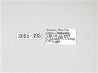 大透目天蠶蛾藏品圖，第3張