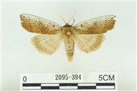 臺洒波紋蛾藏品圖，第1張