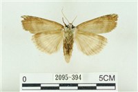 臺洒波紋蛾藏品圖，第2張