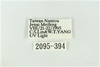 臺洒波紋蛾藏品圖，第3張