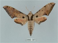 廣東鷹翅天蛾藏品圖，第1張