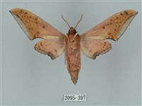 廣東鷹翅天蛾藏品圖，第2張