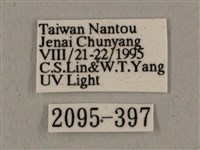 廣東鷹翅天蛾藏品圖，第3張