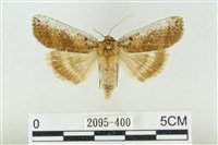 臺洒波紋蛾藏品圖，第1張