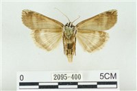 臺洒波紋蛾藏品圖，第2張