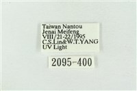 臺洒波紋蛾藏品圖，第3張