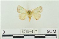 素木綠刺蛾藏品圖，第1張