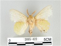 青枯葉蛾藏品圖，第1張