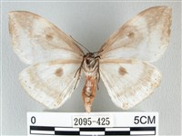 圓翅大鉤蛾藏品圖，第2張