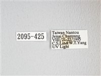 圓翅大鉤蛾藏品圖，第3張