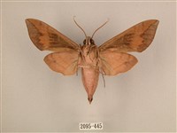 背中白天蛾藏品圖，第2張