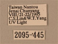 背中白天蛾藏品圖，第3張