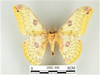 黃豹天蠶蛾藏品圖，第2張