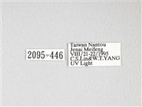 黃豹天蠶蛾藏品圖，第3張