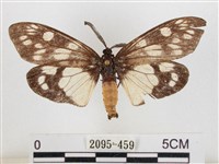 蓬萊茶斑蛾藏品圖，第1張