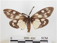 蓬萊茶斑蛾藏品圖，第2張