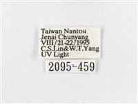 蓬萊茶斑蛾藏品圖，第3張