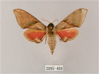 榆綠天蛾藏品圖，第1張